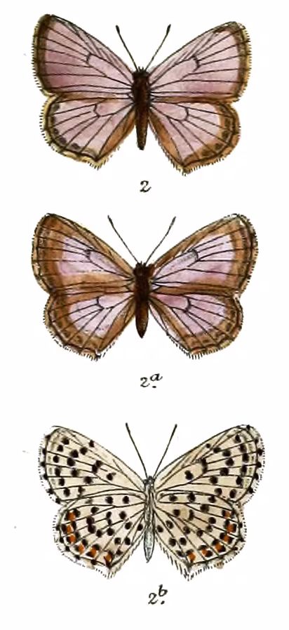 Pseudophilotes baton