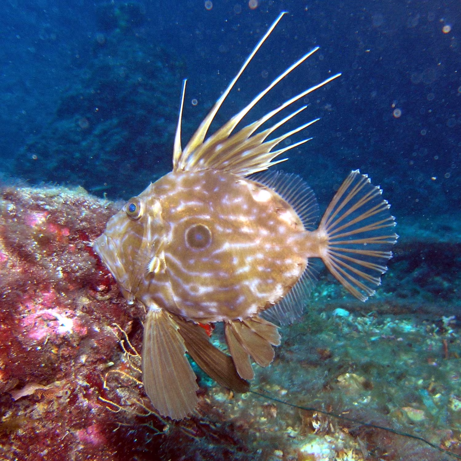 Pesce San Pietro