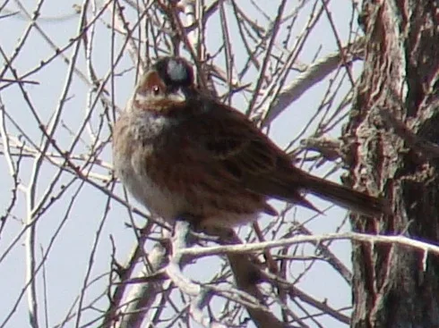 Zigolo golarossa