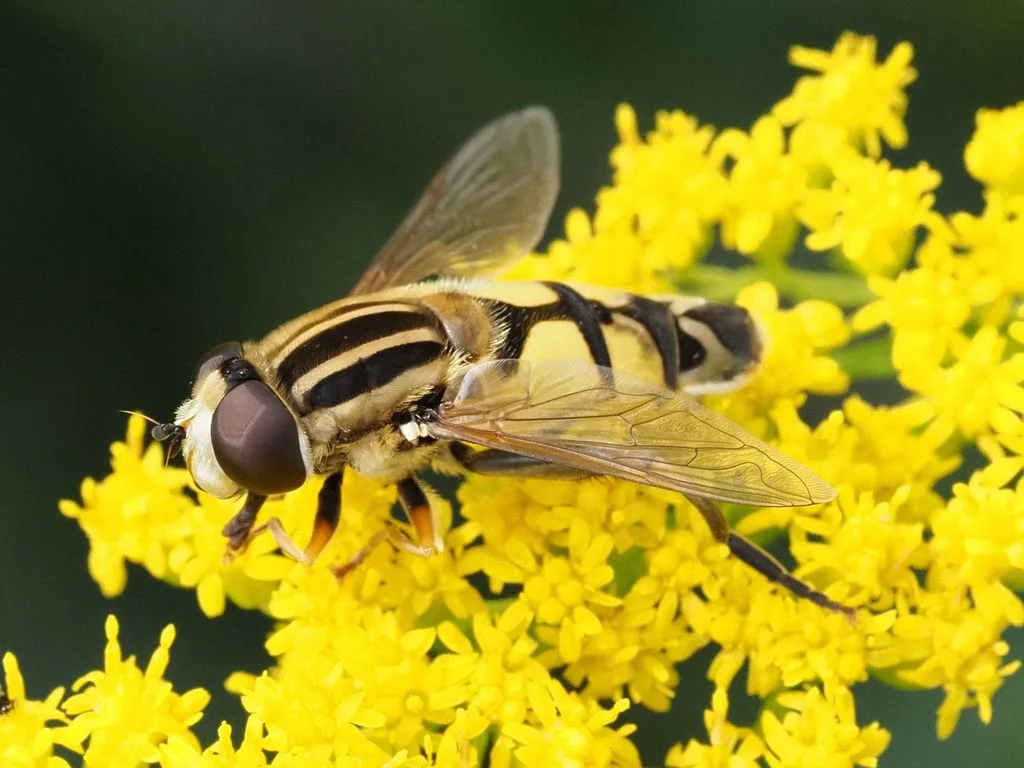 Helophilus trivittatus