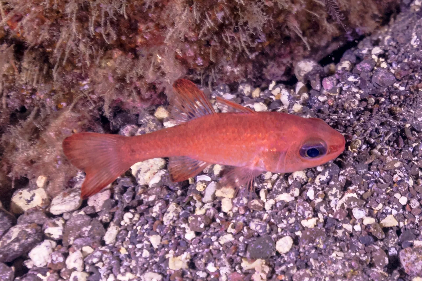 Pesce cardinale