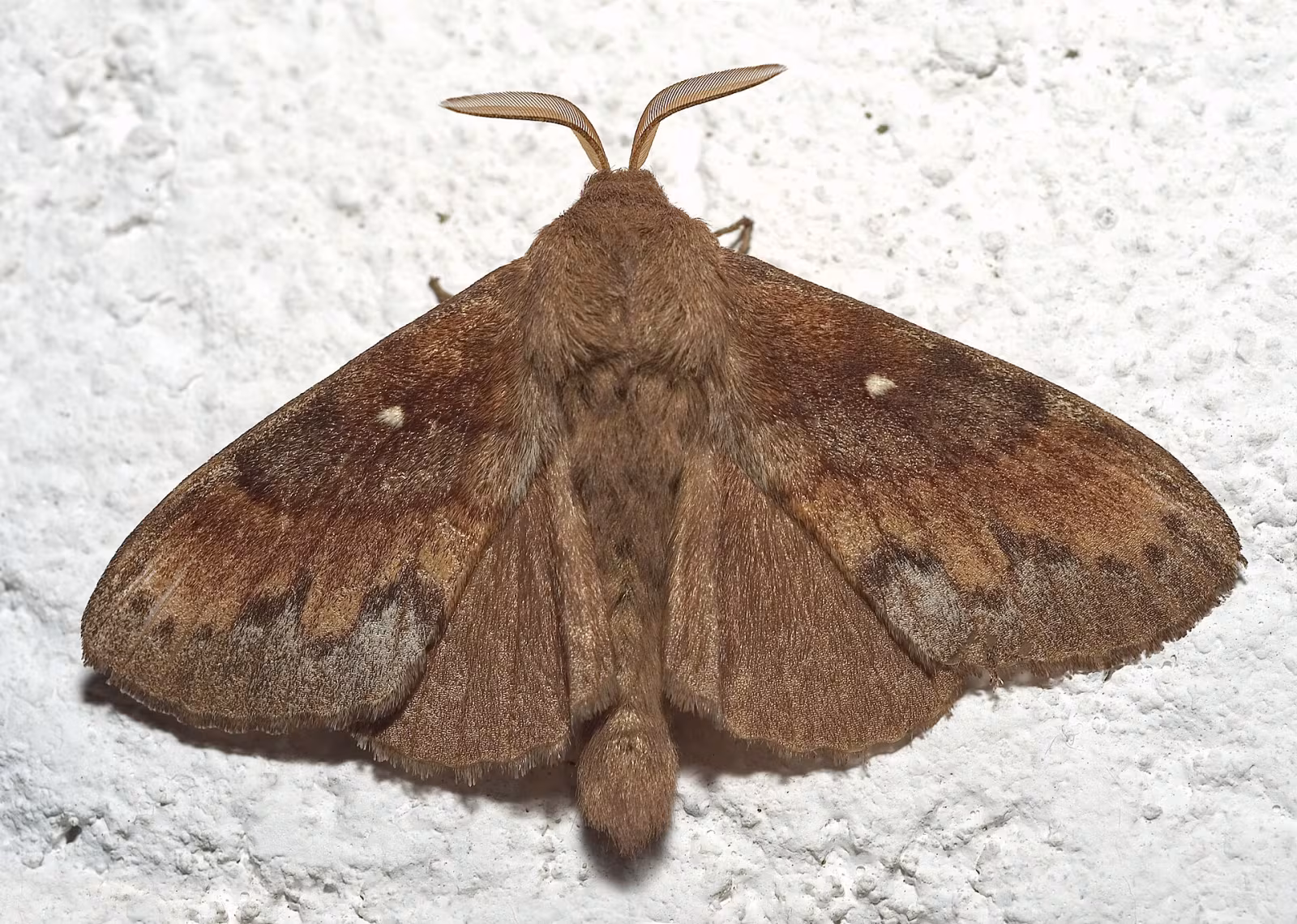 Dendrolimus pini