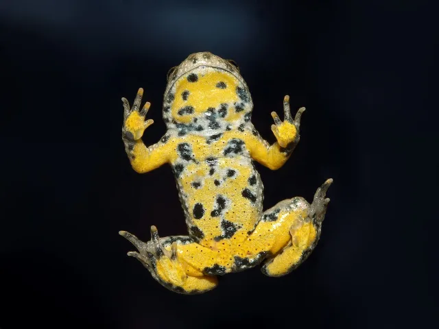Ululone dal ventre giallo