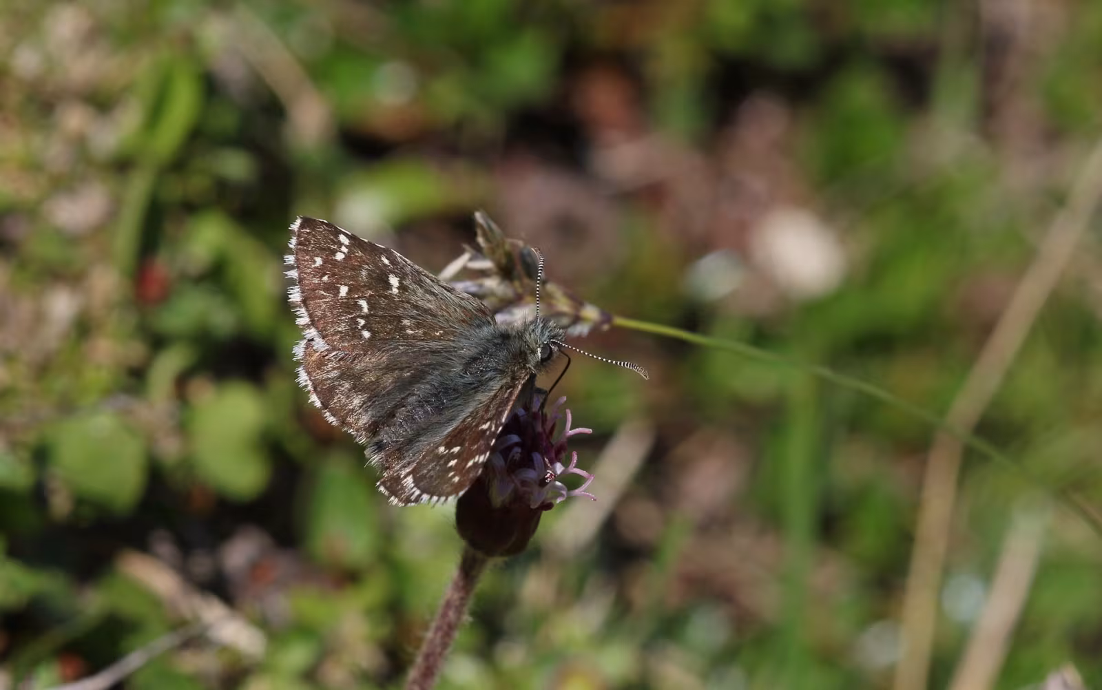 Pyrgus andromedae