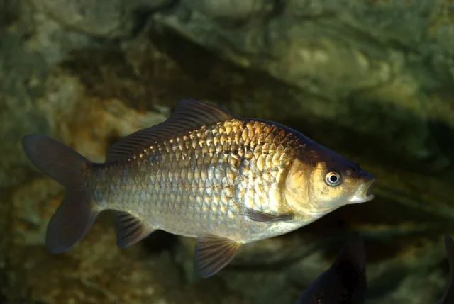 carpa di Prussia
