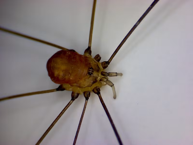 Leiobunum blackwalli