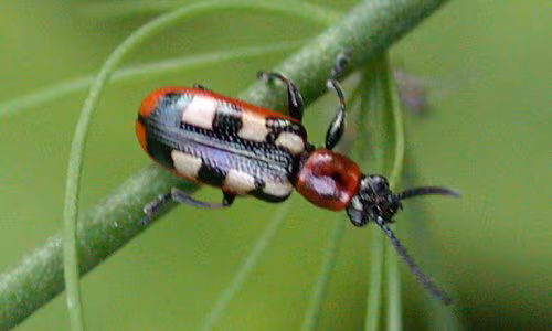Criocera dell'asparago