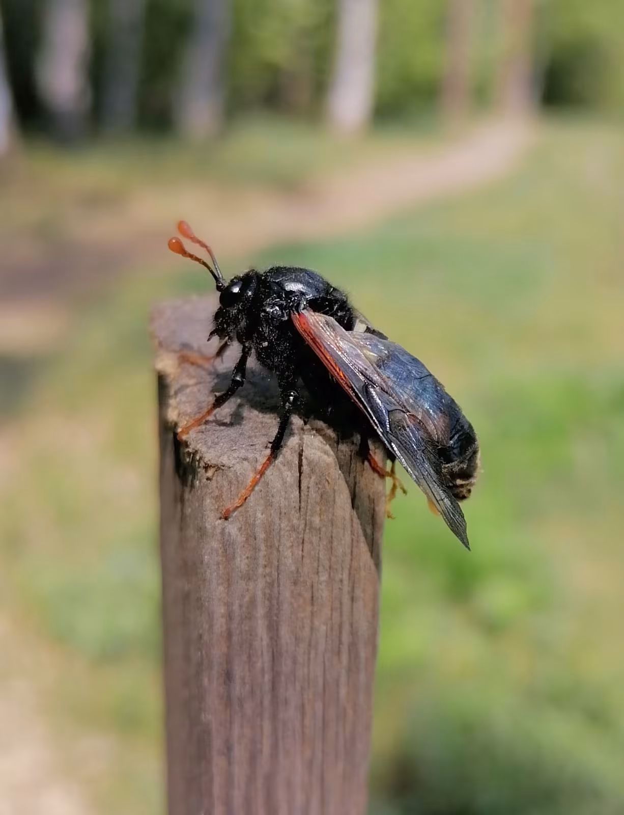 Cimbex femoratus