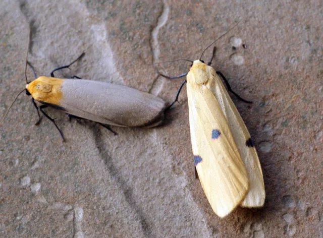 Litosia quadra