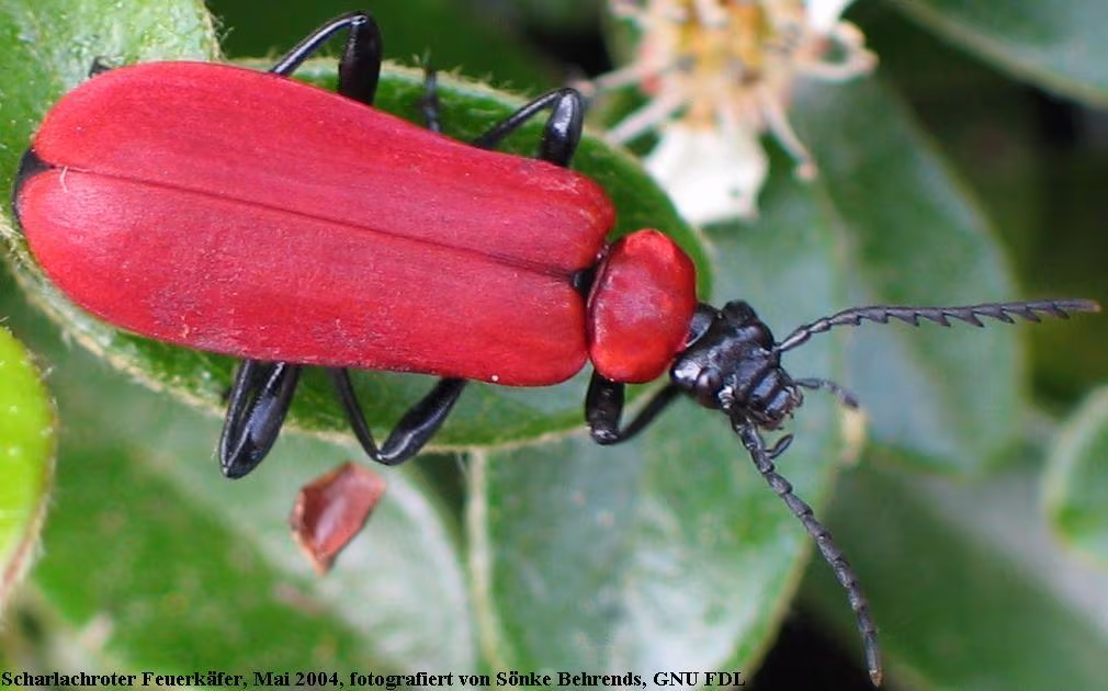 Pyrochroa coccinea