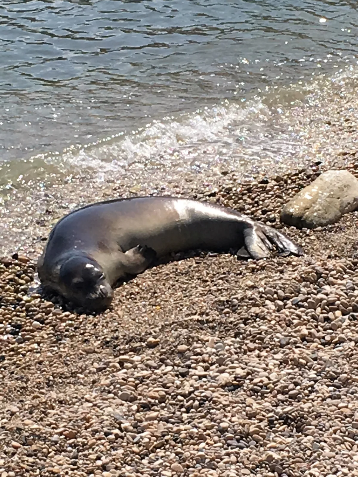 Foca monaca