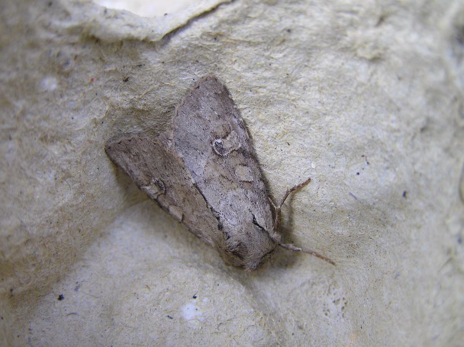 Apamea sordens
