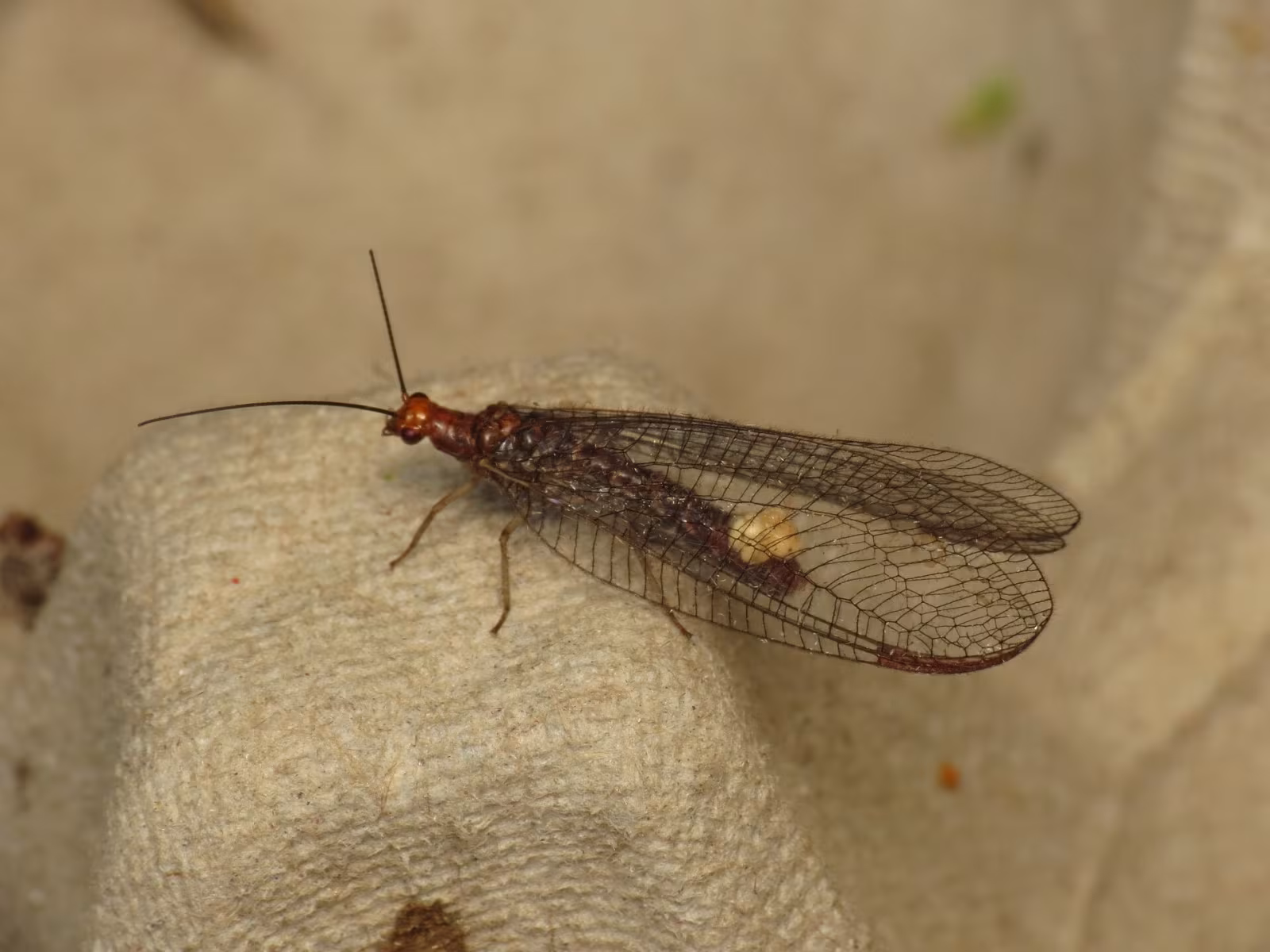 Nothochrysa capitata