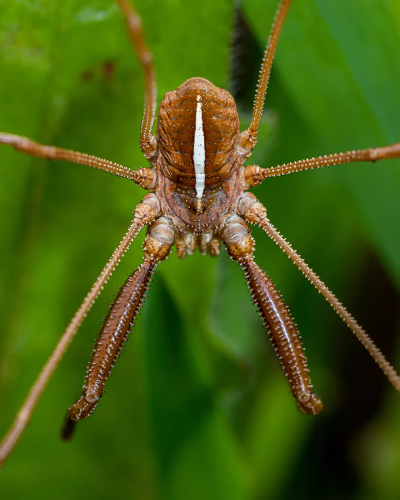 Metaphalangium cirtanum