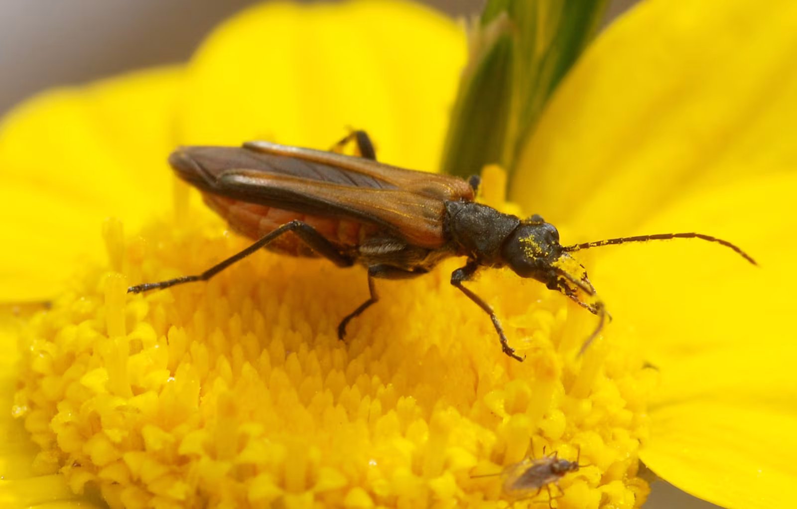 Oedemera simplex