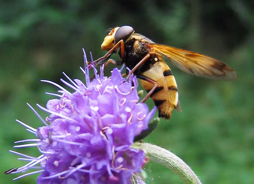 Volucella inanis