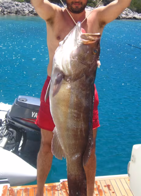 Cernia bianca