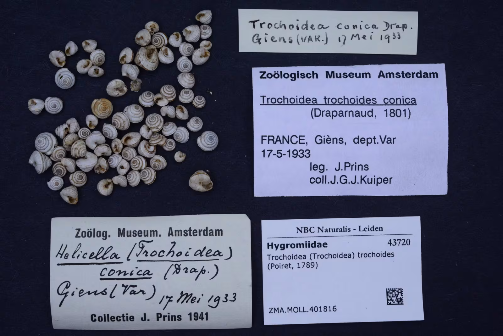 Trochoidea trochoides