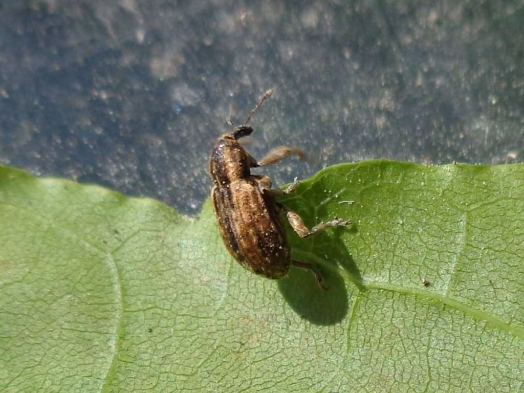 Hypera postica