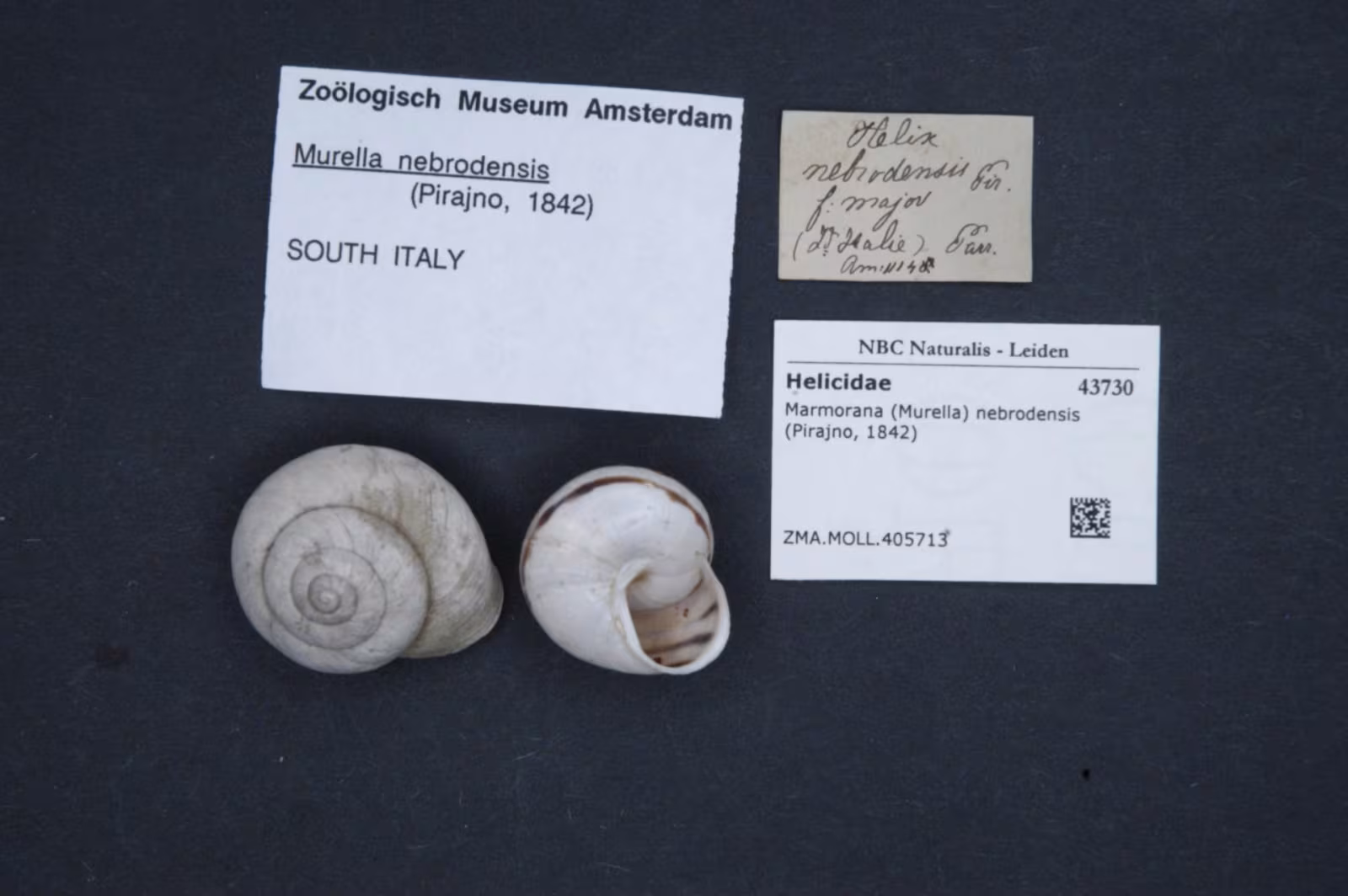 Marmorana nebrodensis