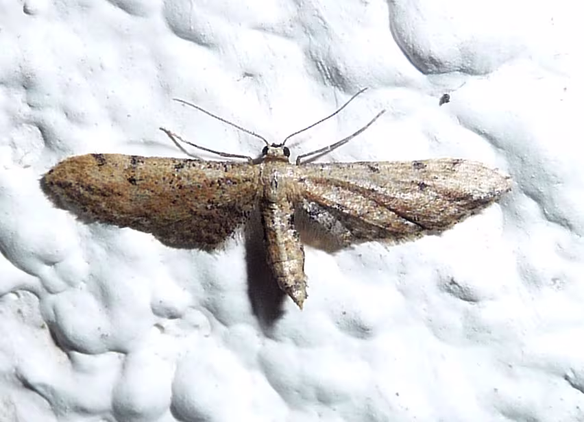 Idaea attenuaria