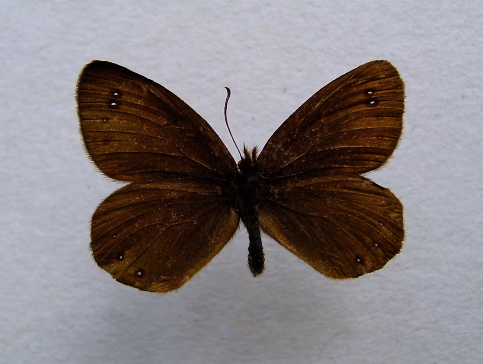 Erebia pluto