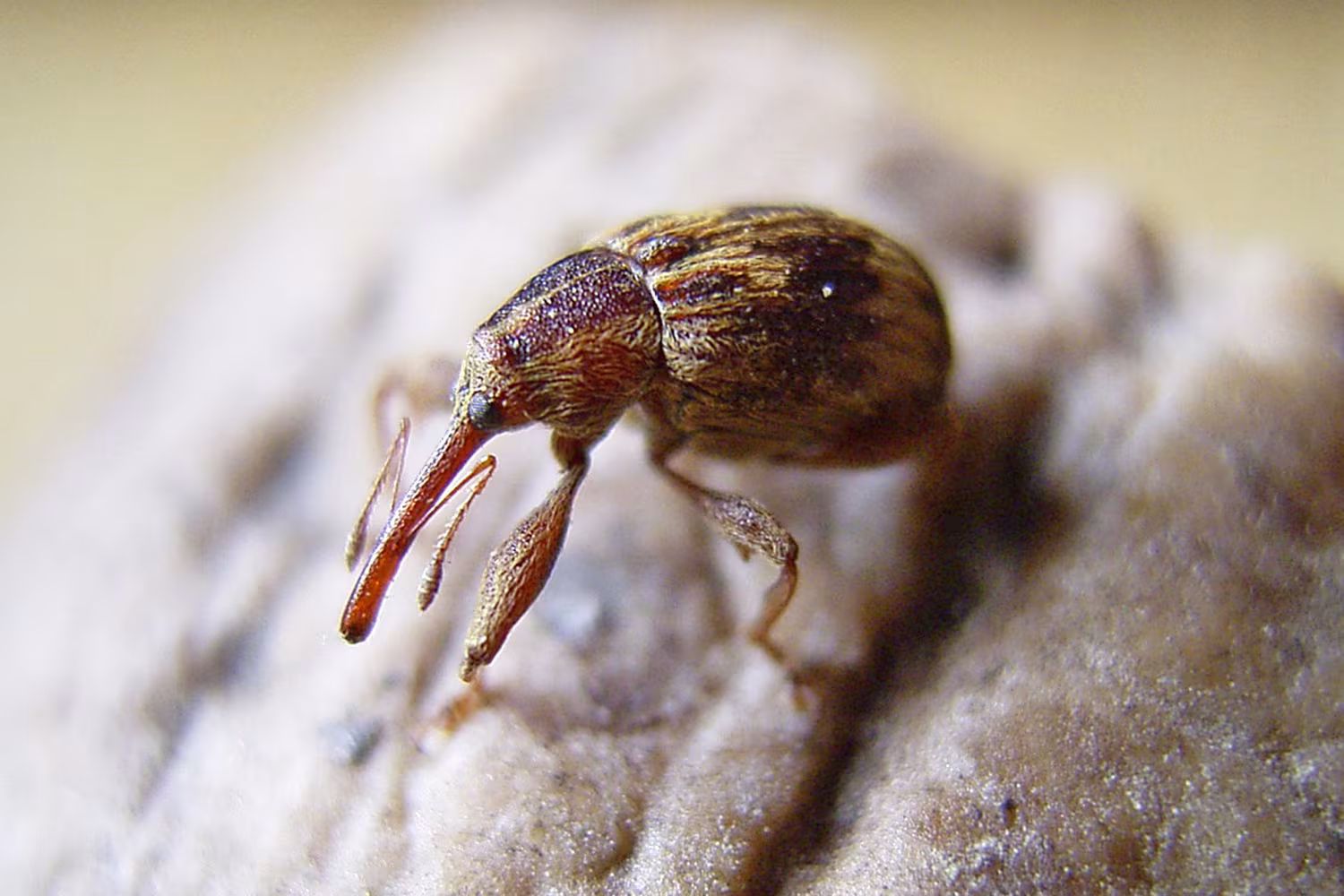 Anthonomus rectirostris