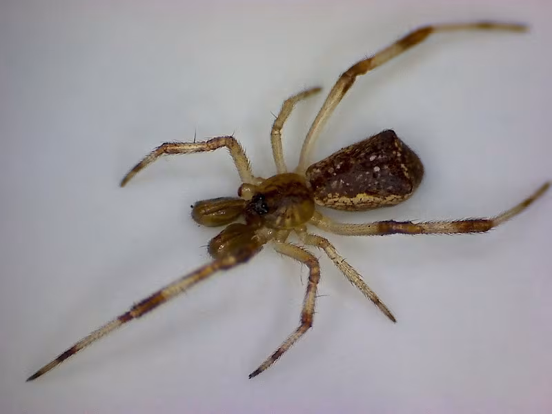Episinus angulatus