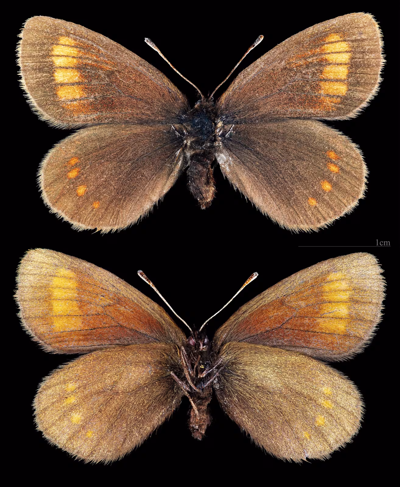 Erebia pharte