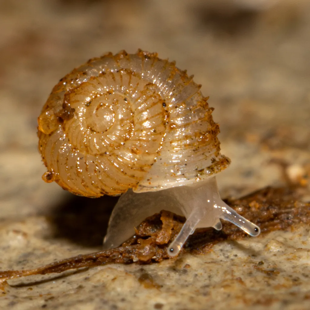 Vallonia costata