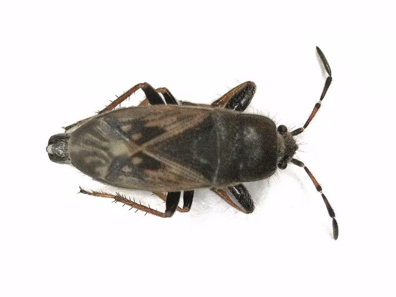 Megalonotus sabulicola