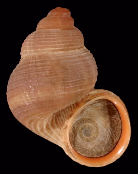 Tudorella sulcata