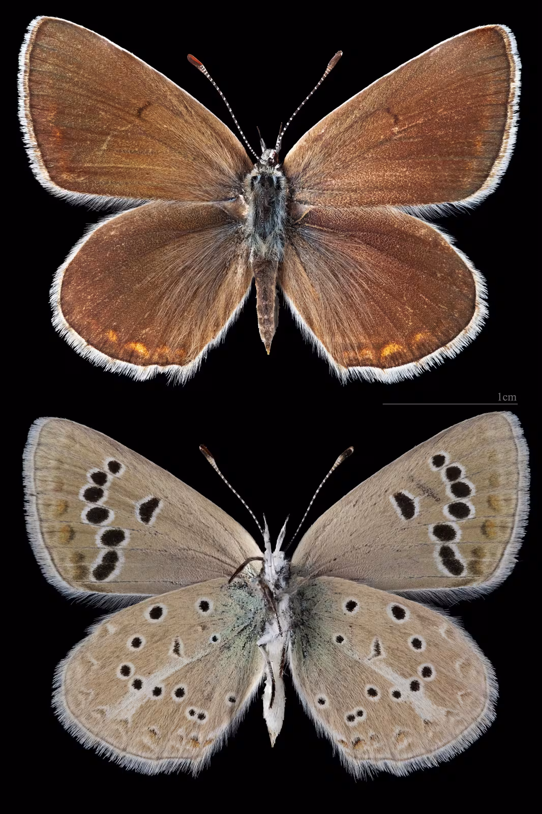 Polyommatus damon
