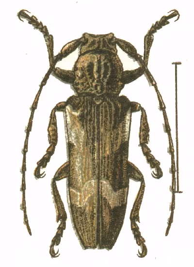 Niphona picticornis