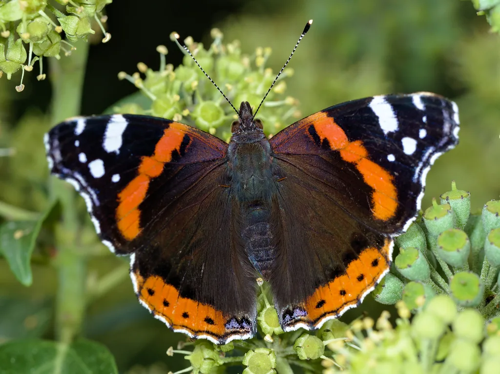 Vanessa atalanta