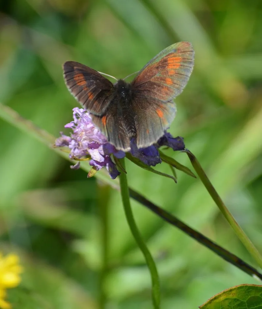 Erebia manto