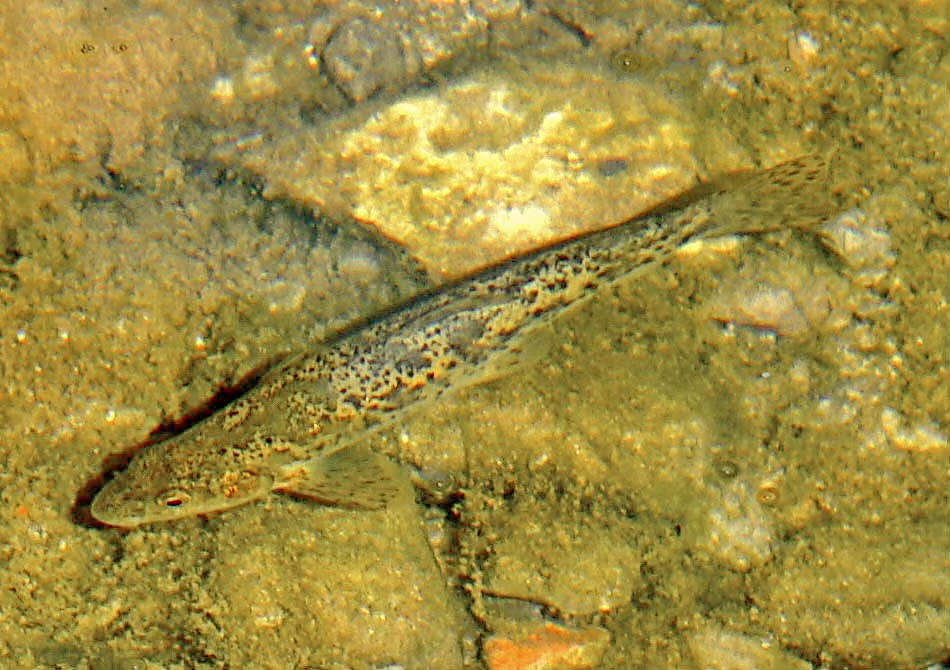 Barbo balcanico
