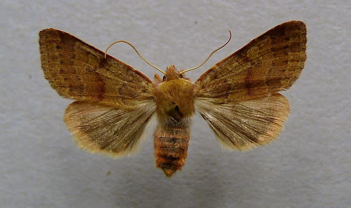 Agrochola helvola