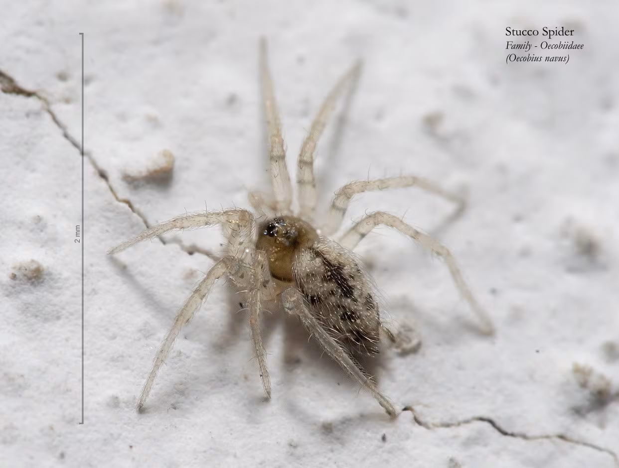 Oecobius navus