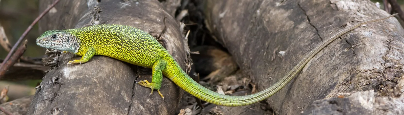 Ramarro orientale