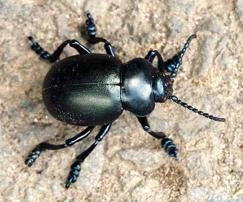 Timarcha tenebricosa