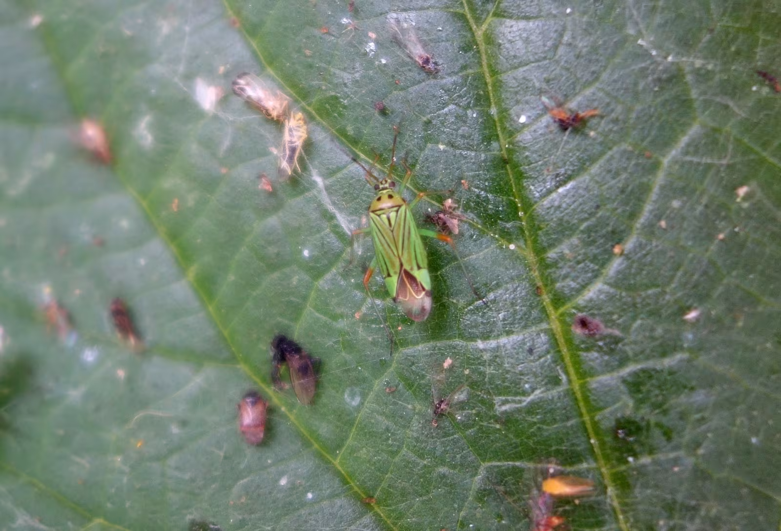 Mermitelocerus schmidtii