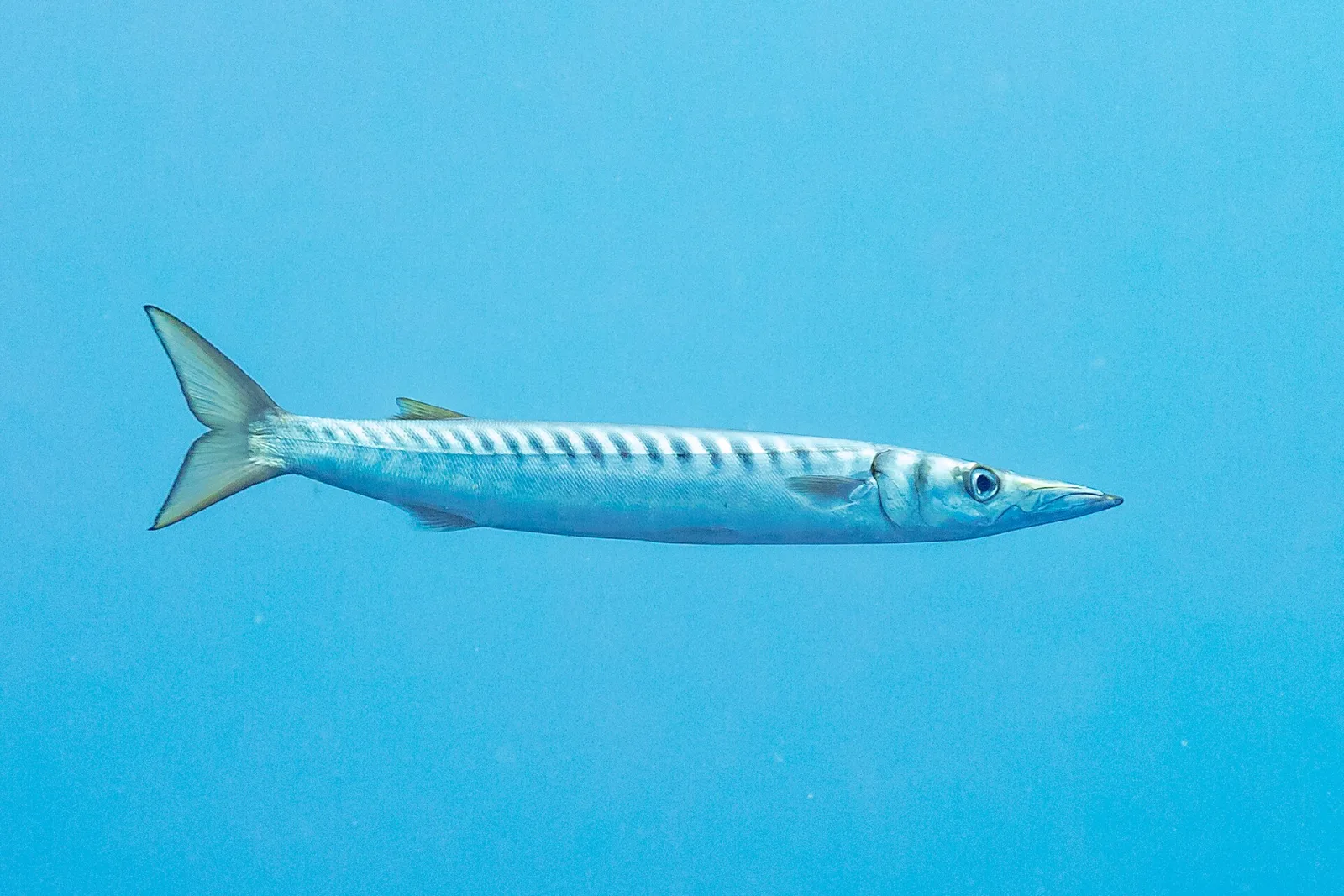 Barracuda boccagialla