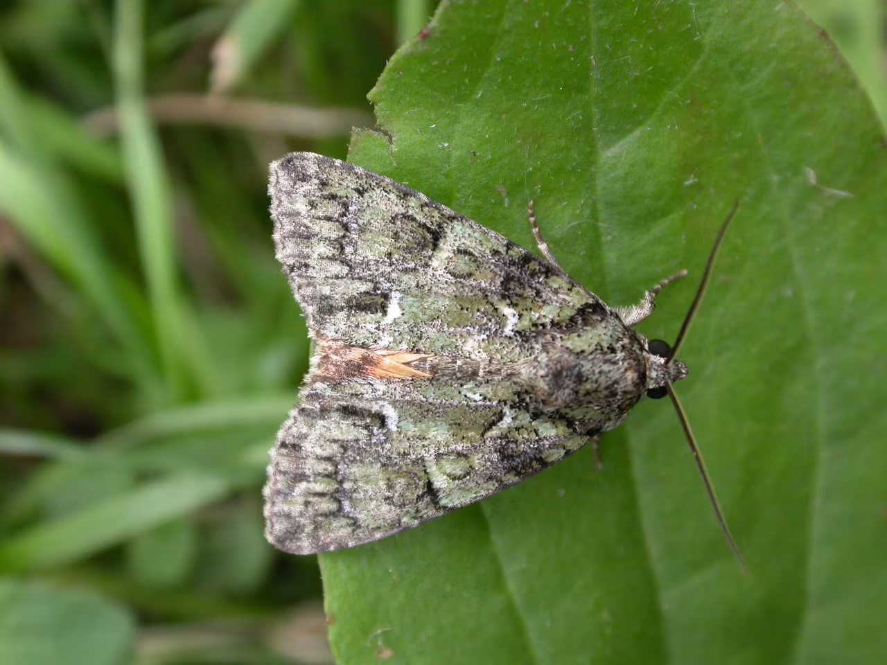 Polyphaenis sericata