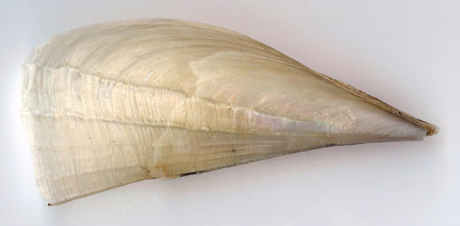 Pinna fragile