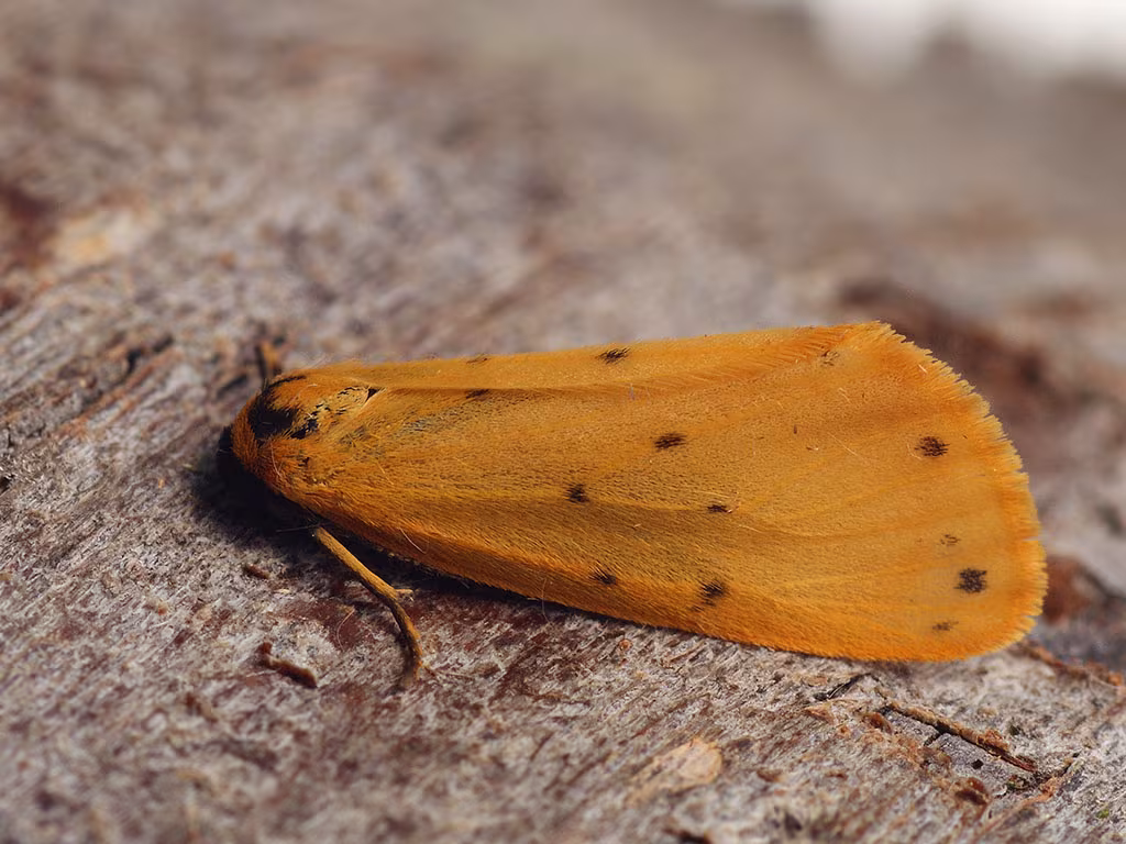 Setina irrorella