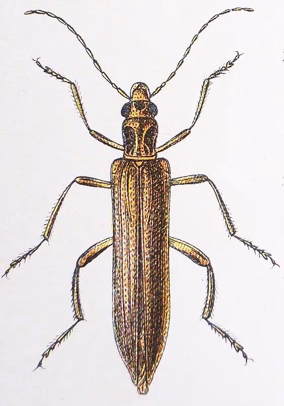 Oedemera femoralis