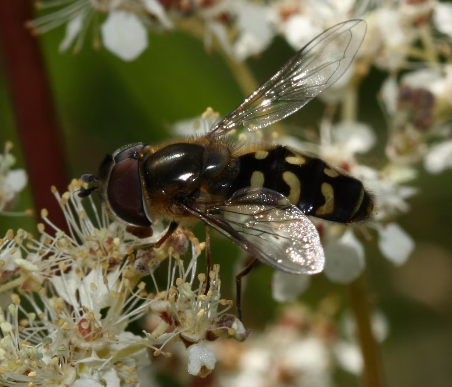Scaeva selenitica