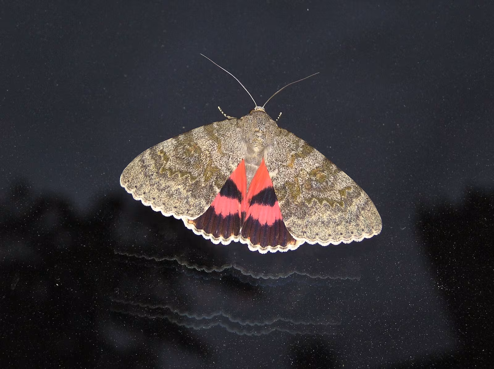 Catocala elocata