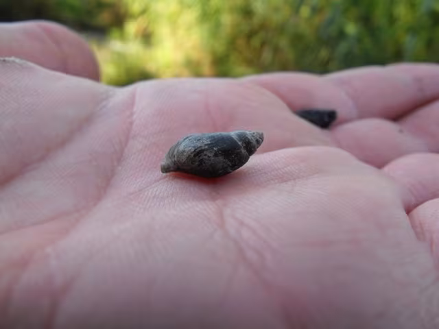 Melanopsis etrusca
